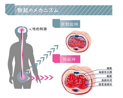 勃起 しにくい|ED（勃起障害）はセルフケアで改善できるのか ～自。